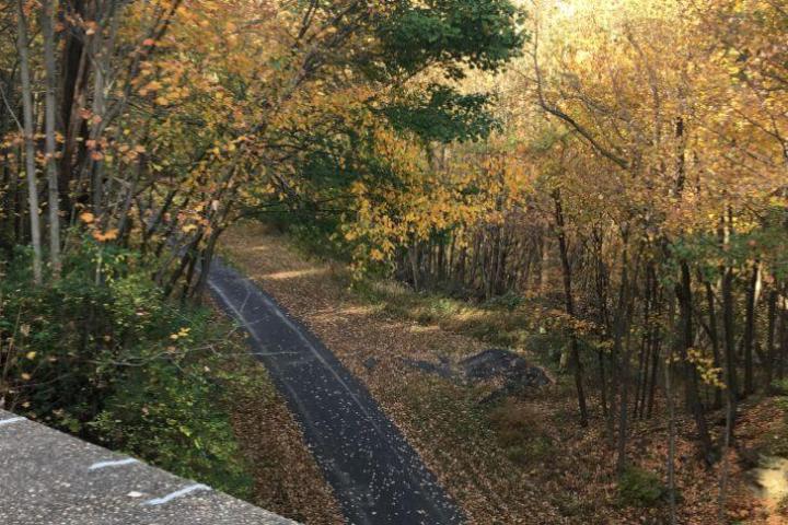 a path with trees on the side of a tree