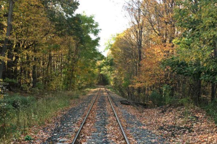 a train traveling down train tracks near a forest